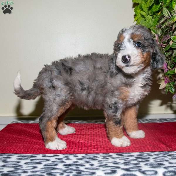 Daisy, Mini Bernedoodle Puppy